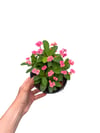 Pembe Mini Çiçekli Dikenler Tacı Euphorbia Milii