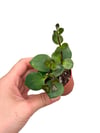 Pembe Ruj Çiçeği Mini - Aeschynanthus Pink Polka