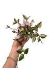 Pembe Telgraf Çiçeği Tradescantia Fluminensis 'Tricolor'