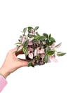 Pembe Telgraf Çiçeği Tradescantia Fluminensis 'Tricolor'