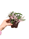 Pembe Telgraf Çiçeği Tradescantia Fluminensis 'Tricolor'