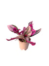 Pembe Telgraf Çiçeği (Tradescantia Nanouk)