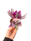 Pembe Telgraf Çiçeği (Tradescantia Nanouk)