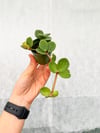 Peperomia Hope Umut Çiçeği