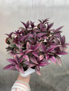 Pers Kalkanı Çiçeği Mor Yapraklı (Strobilanthes Dyerianus)