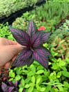 Pers Kalkanı Çiçeği Mor Yapraklı (Strobilanthes Dyerianus)