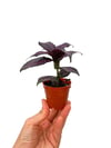 Pers Kalkanı Çiçeği Mor Yapraklı (Strobilanthes Dyerianus)