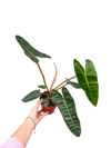 Philodendron Billietiae