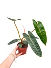 Philodendron Billietiae