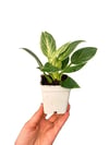 Philodendron Birkin