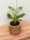 Philodendron Birkin
