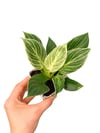 Philodendron Birkin