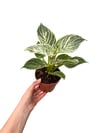 Philodendron Birkin