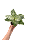 Philodendron Birkin