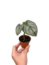 Philodendron Brandtianum - Gümüş Yapraklı Kalp Sarmaşık