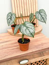 Philodendron Brandtianum - Gümüş Yapraklı Kalp Sarmaşık