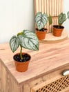 Philodendron Brandtianum - Gümüş Yapraklı Kalp Sarmaşık
