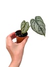 Philodendron Brandtianum - Gümüş Yapraklı Kalp Sarmaşık