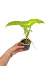 Philodendron Golden Violin