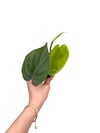 Philodendron Heartleaf Kalp Yapraklı Sarmaşık