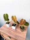 Philodendron Melanochrysum Mini Boy