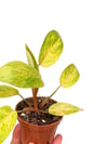 Philodendron Painted Lady Fide Boy
