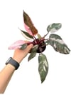 Philodendron Pink Princess
