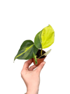 Philodendron Scandens Brasil Salon Sarmaşığı