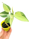 Philodendron Scandens Brasil Salon Sarmaşığı