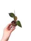 Philodendron Scandens 'Micans' Mini Boy Kadife Yapraklı Sarmaşık
