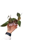 Philodendron Scandens 'Micans' Mini Boy Kadife Yapraklı Sarmaşık