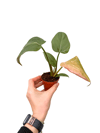 Philodendron 'Summer Glory'
