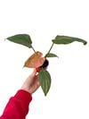 Philodendron 'Summer Glory'