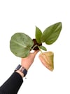 Philodendron 'Summer Glory'