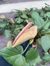 Philodendron 'Summer Glory'