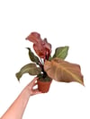 Philodendron Sunlight