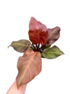 Philodendron Sunlight