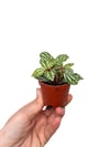 Pilea Cadierei Kar Yağdı Bitkisi Çiçeği