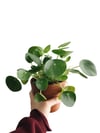 Pilea Peperomioides Çin Para Ağacı Bitkisi