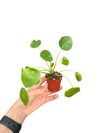 Pilea Peperomioides Para Ağacı Mini