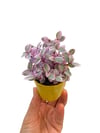 Pink Lady Mini Pembe Telgraf