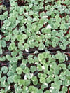 Sakız Kokulu Sarkıcı Tür - Glechoma Hederacea