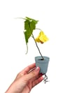 Sarı Ağaç Küpelisi Güzelhatmi Çiçeği Mini Abutilon