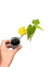 Sarı Ağaç Küpelisi Güzelhatmi Çiçeği Mini Abutilon