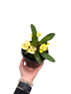 Sarı Çiçekli Dikenler Tacı Euphorbia Milii