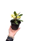 Sarı Çiçekli Dikenler Tacı Euphorbia Milii