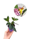 Sarı Ruj Çiçeği Dolgun Form - Aeschynanthus Marmoratus
