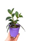 Sarı Ruj Çiçeği Dolgun Form - Aeschynanthus Marmoratus