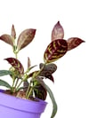 Sarı Ruj Çiçeği Dolgun Form - Aeschynanthus Marmoratus