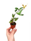 Sarı Ruj Çiçeği Mini Boy - Aeschynanthus Marmoratus